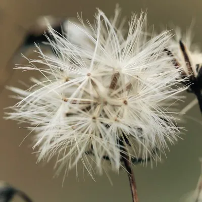 PlantVision AI