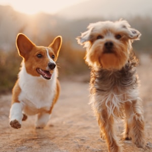 AI Pet Studio